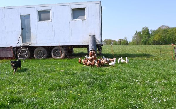 600 Hühner in selbstgebauten Mobilställen 